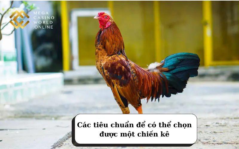 Những tiêu chuẩn chọn gà tre đá cựa chuẩn từ dân nhà nghề