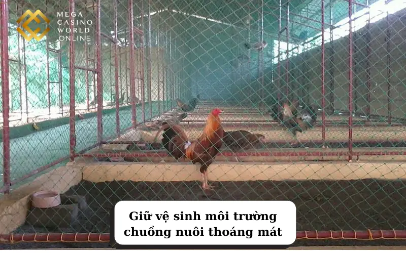 Giữ vệ sinh môi trường chuồng nuôi thoáng mát