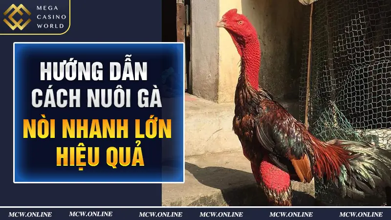 Nuôi gà nòi nhanh lớn