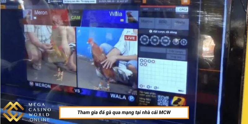 Tham gia đá gà qua mạng tại nhà cái MCW