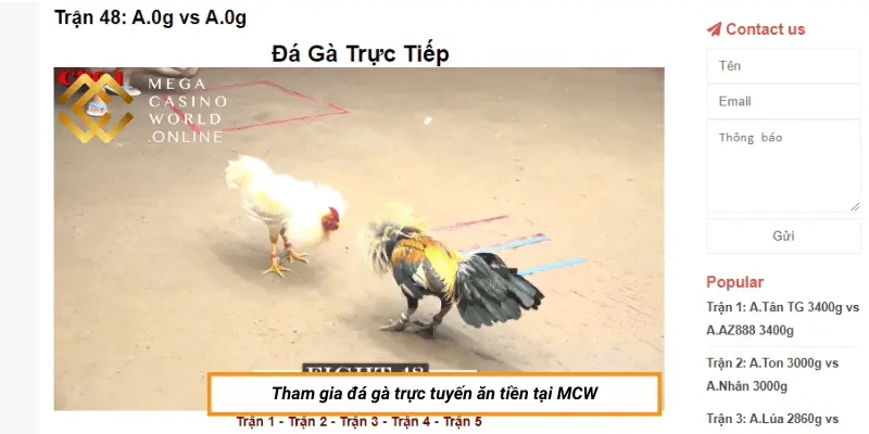 Tham gia đá gà trực tuyến ăn tiền tại MCW