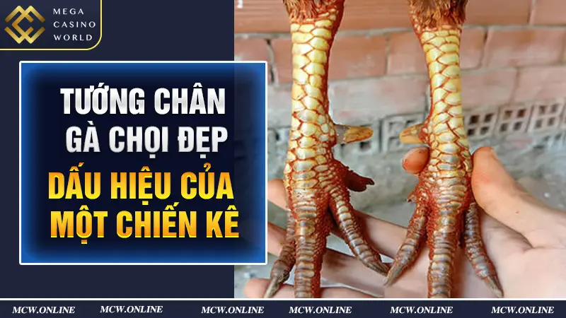 tướng chân gà chọi đẹp