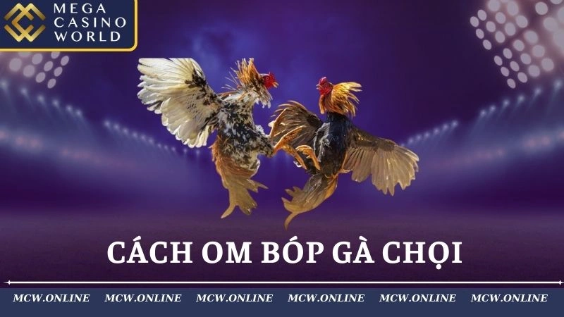 Cách Om Bóp Gà Chọi Cùng Bài Thuốc Hiệu Quả 99,999%