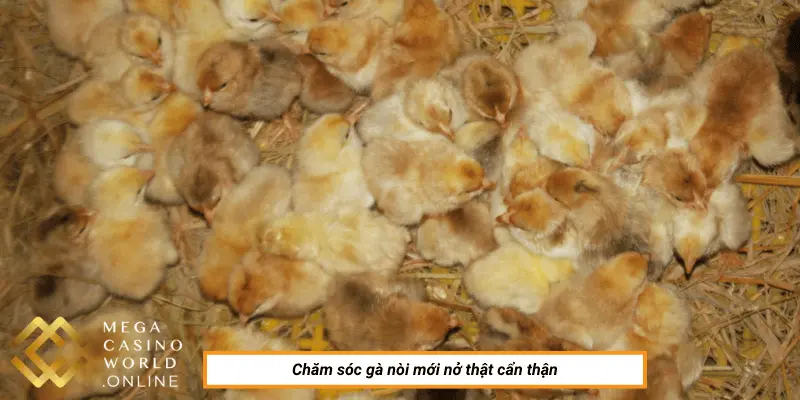 Chăm Sóc Gà Nòi Khi Mới Nở