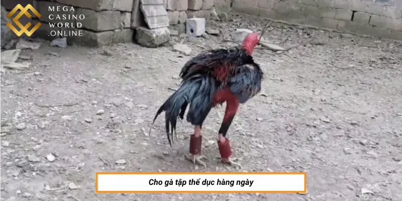 Cho gà tập thể dục hằng ngày