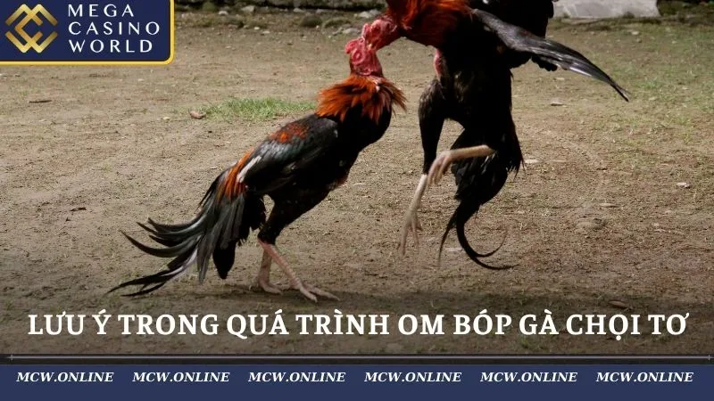 Lưu ý trong quá trình om bóp gà chọi tơ