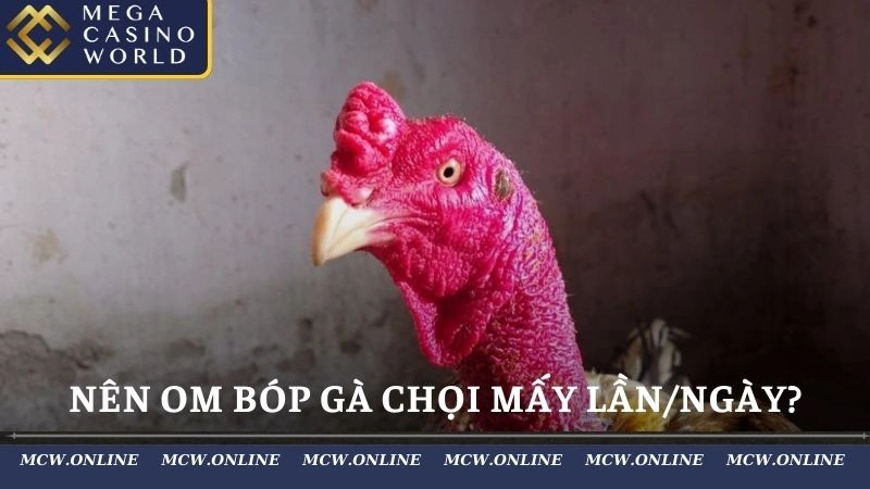 Nên om bóp gà chọi mấy lần/ngày?