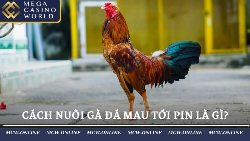 Cách nuôi gà đá mau tới pin là gì?