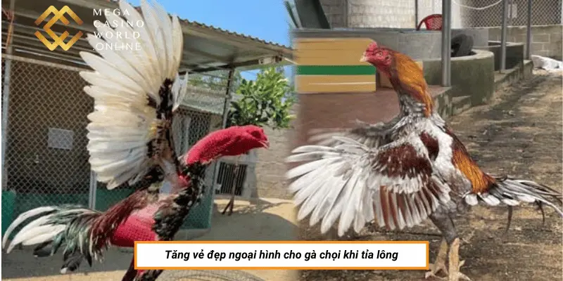 Tăng vẻ đẹp ngoại hình cho gà chọi khi tỉa lông