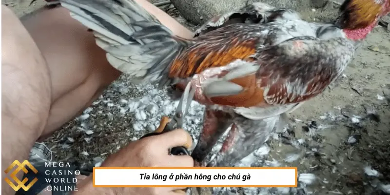 Tỉa lông ở phần hông cho chú gà