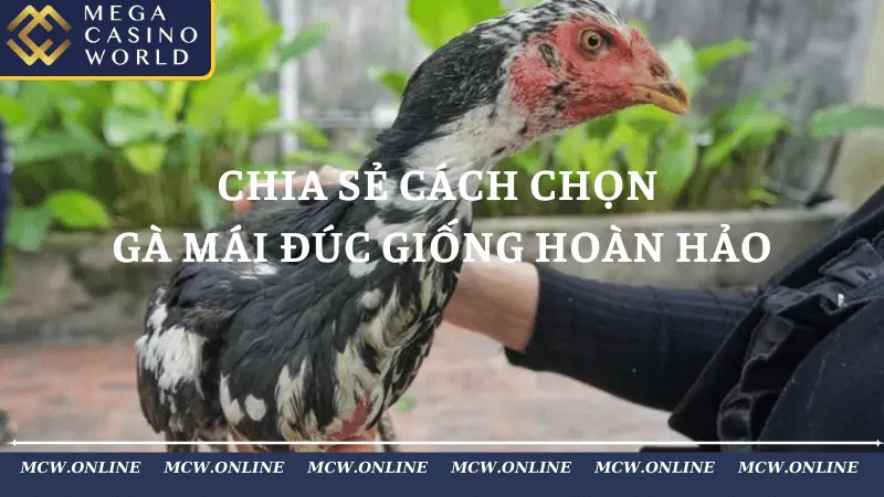 Hướng Dẫn Cách Chọn Gà Mái Đúc Giống Hoàn Hảo