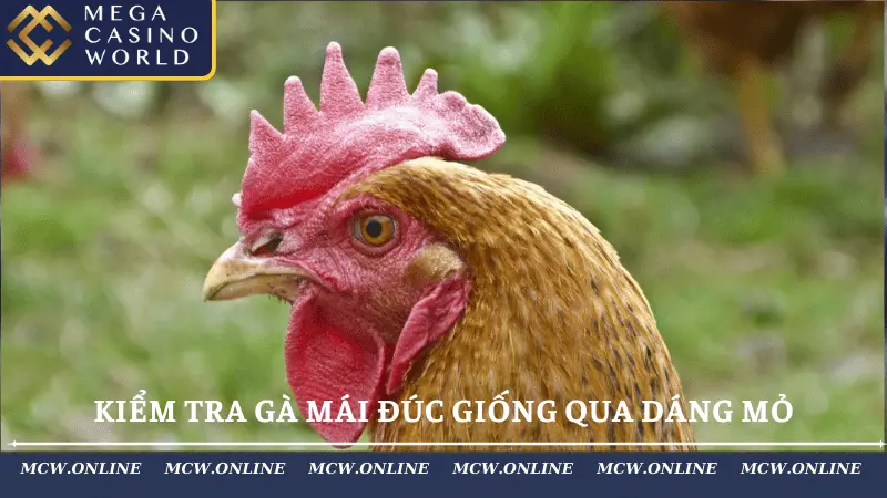 Kiểm tra gà mái đúc giống qua dáng mỏ