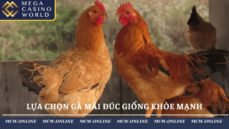 Lựa chọn gà mái đúc giống khỏe mạnh